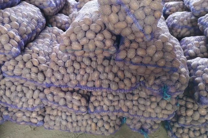 Продаж насіннєвого картоплі сорту Королева Анна- фото № 2