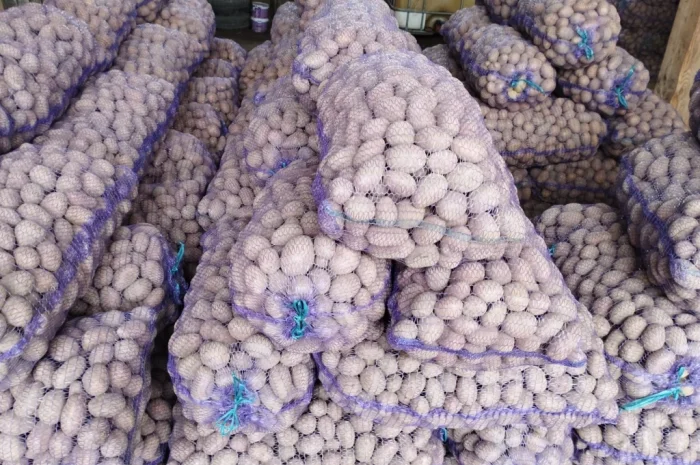 Продаж насіннєвого картоплі сорту Королева Анна- фото № 3