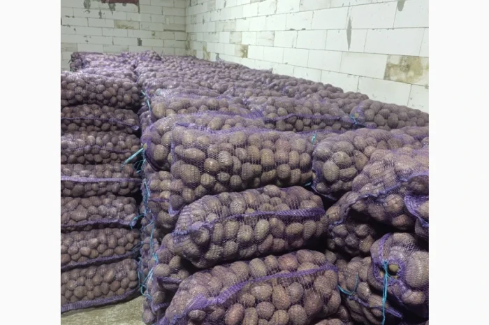 Продажа качественной товарной картошки- фото № 3