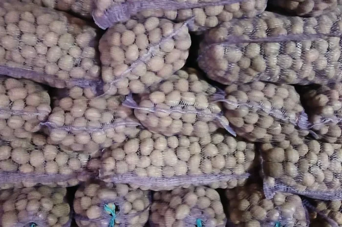 Пропонується посадкова картопля Фотинія та Білароса- фото № 1