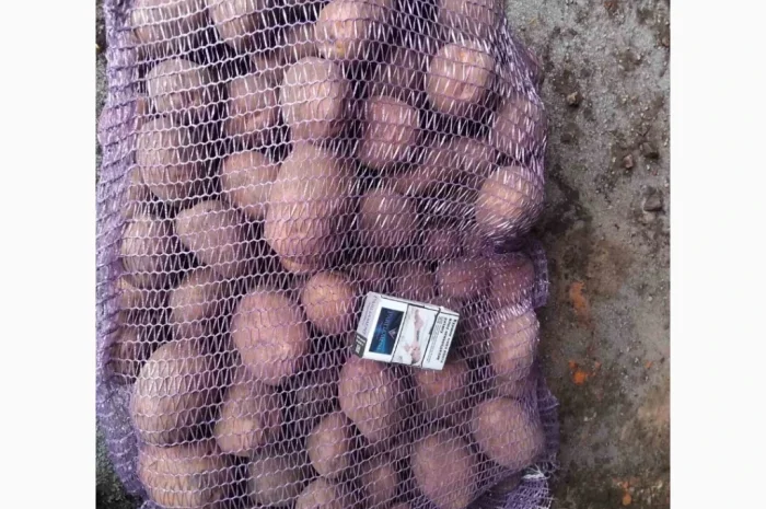 Продается товарная картошка сорта Білароса- фото № 1