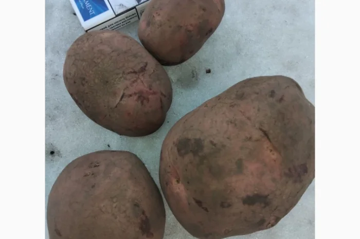Продается товарная картошка сорта Білароса- фото № 2