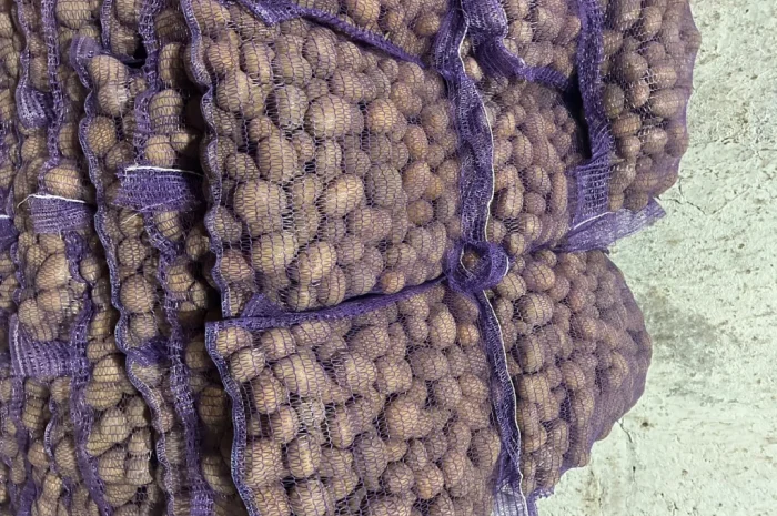 Качественное семенное картофель Лили- фото № 1