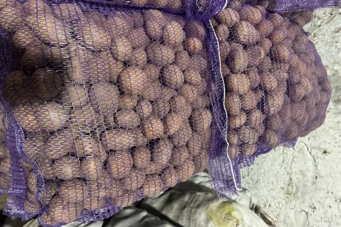 Качественное семенное картофель Лили- фото № 2