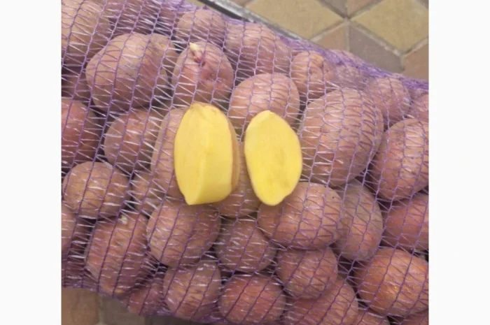 Продается картофель сорт Беларосса и Королева Ана- фото № 1