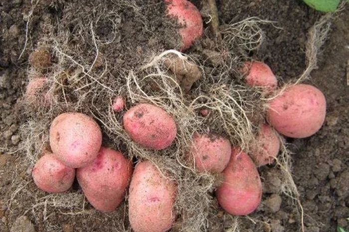 Продается семенная картошка сорта Белла Роса- фото № 1