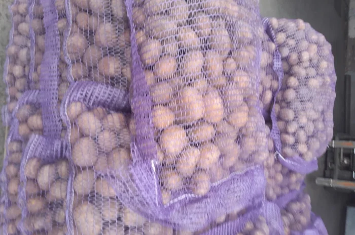 Пропонується картопля сортів Ред Леді та Коломбо- фото № 1