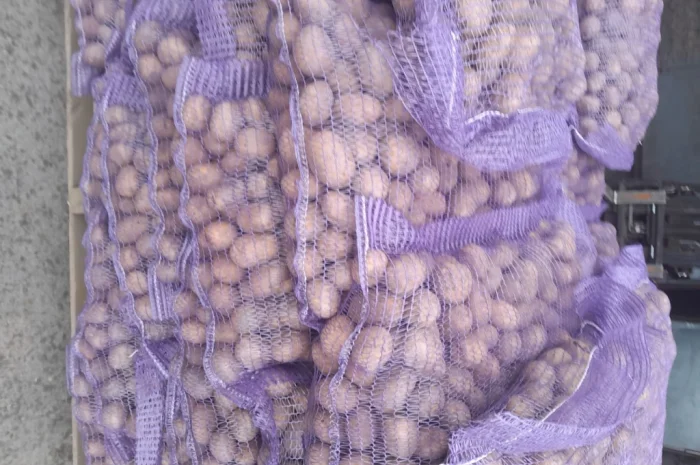 Пропонується картопля сортів Ред Леді та Коломбо- фото № 2