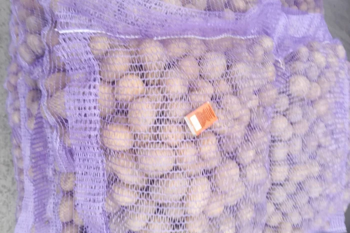 Пропонується картопля сортів Ред Леді та Коломбо- фото № 3