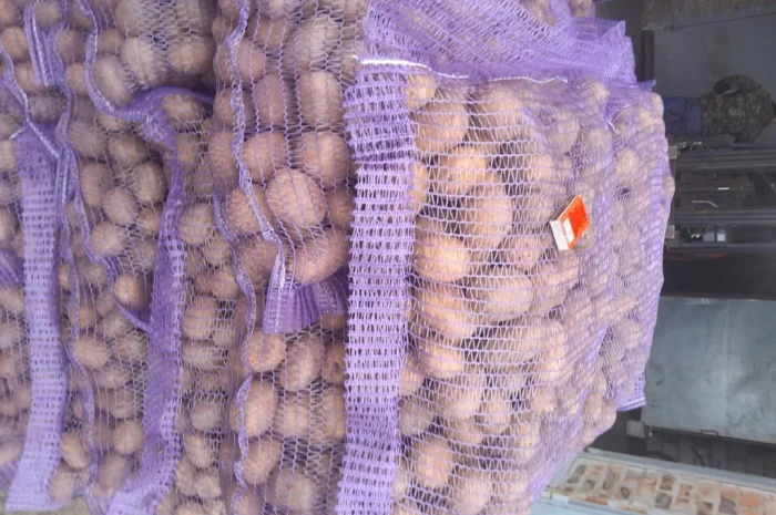 Пропонується картопля сортів Ред Леді та Коломбо- фото № 4