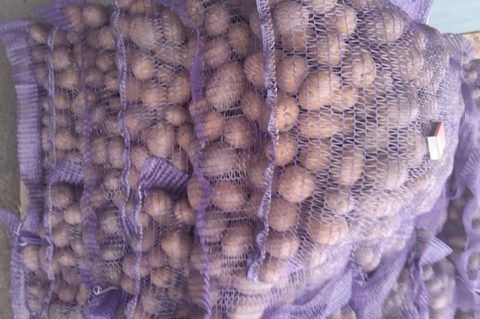 Пропонується картопля сортів Ред Леді та Коломбо- фото № 5