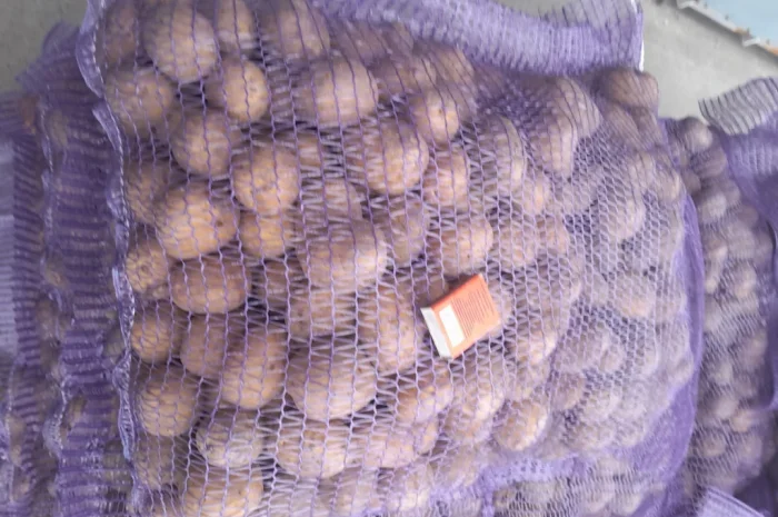 Пропонується картопля сортів Ред Леді та Коломбо- фото № 6