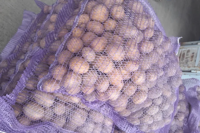 Пропонується картопля сортів Ред Леді та Коломбо- фото № 7