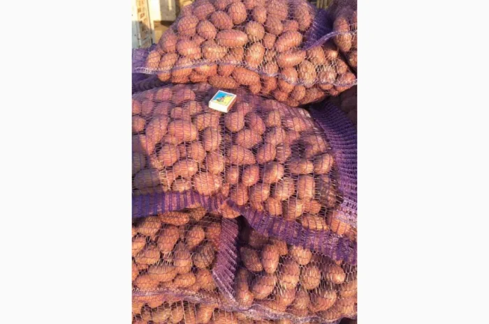 Пропонується картопля сортів Ред Леді та Коломбо- фото № 8