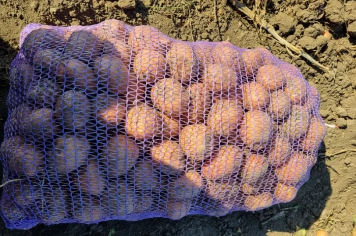 Пропонується насіннєва картопля сорт Рівєра та Арізона Есмі- фото № 2