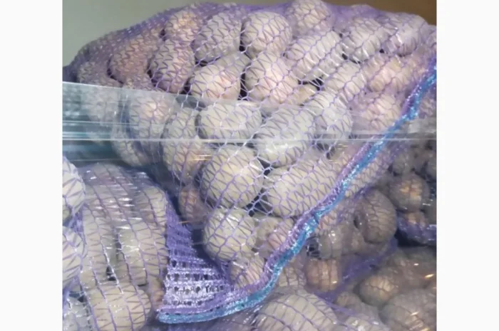 Пропонується насіннєва картопля сорт Рівєра та Арізона Есмі- фото № 4