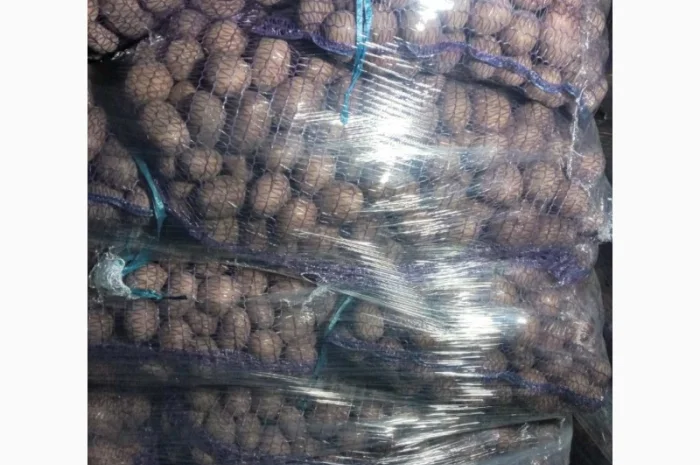 Пропонується насіннєва картопля сорт Рівєра та Арізона Есмі- фото № 5