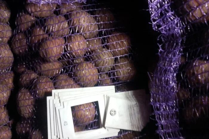 Пропонується насіннєва картопля сорт Рівєра та Арізона Есмі- фото № 8