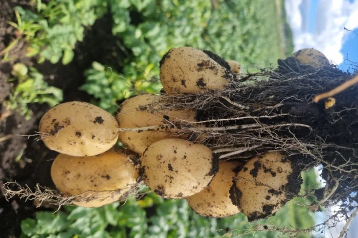 Пропонується насіннєва картопля сорт Рівєра та Арізона Есмі- фото № 9