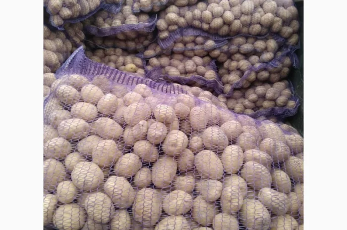 Пропонується насіннєва картопля сорт Рівєра та Арізона Есмі- фото № 10