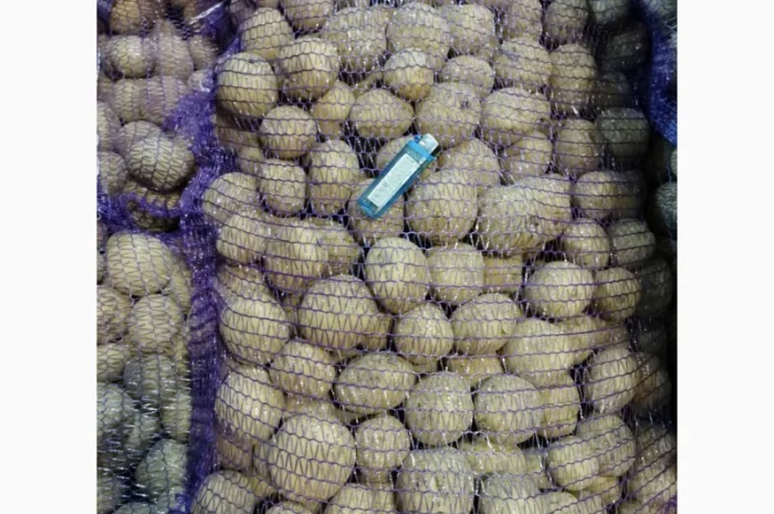 Пропонується насіннєва картопля сорт Рівєра та Арізона Есмі- фото № 11