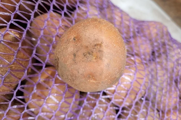 Пропонується насіннєва картопля сорт Рівєра та Арізона Есмі- фото № 1