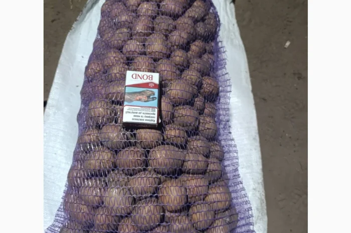 Продажа качественной посадочной картошки- фото № 4