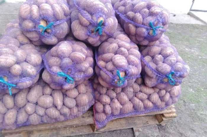 Продается картофель сорта Коннект- фото № 1