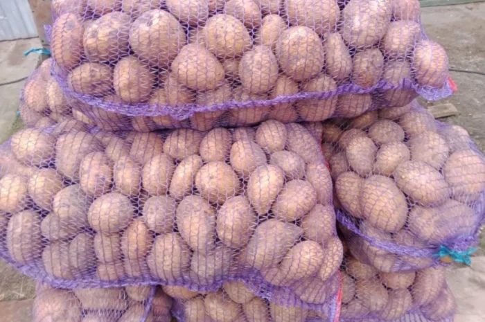 Продается картофель сорта Коннект- фото № 2