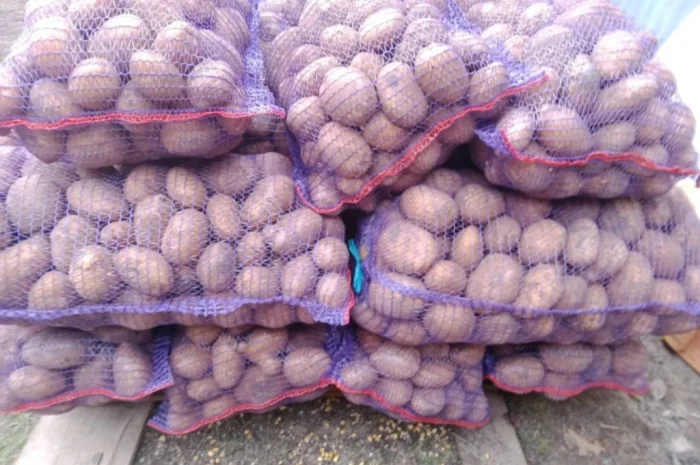 Продается картофель сорта Коннект- фото № 3