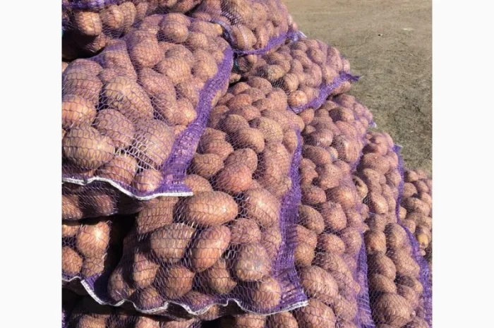 Продажа картофеля продовольственного сорта- фото № 1