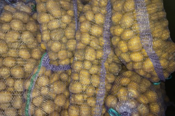 Продажа посадочной картошки- фото № 1