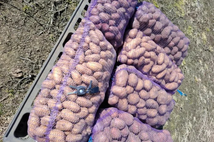 Продается домашний картофель различных сортов- фото № 1