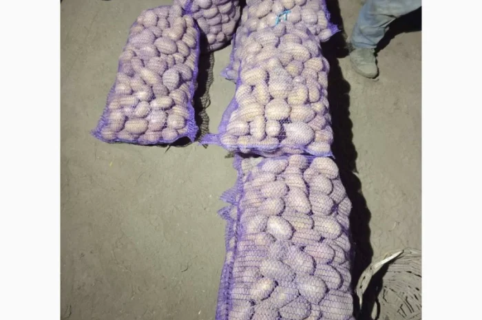 Продается картофель сорт Гренада, Каллет, Беларосса- фото № 6