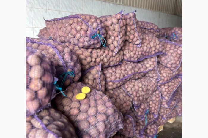 Продажа насиннєвої посадкової картоплі- фото № 1