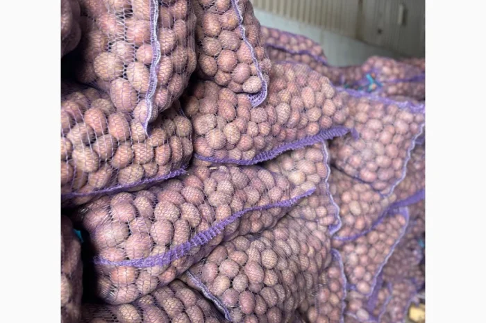 Продажа насиннєвої посадкової картоплі- фото № 2