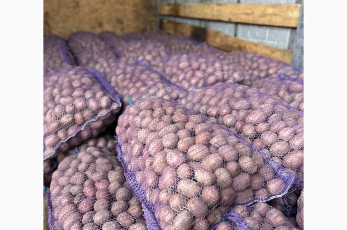 Продажа насиннєвої посадкової картоплі- фото № 3