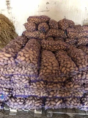Продается картофель в розницу, есть в наличии 500 тонн- фото № 1