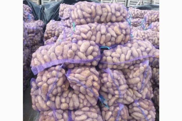 Продается картофель в розницу, есть в наличии 500 тонн- фото № 2