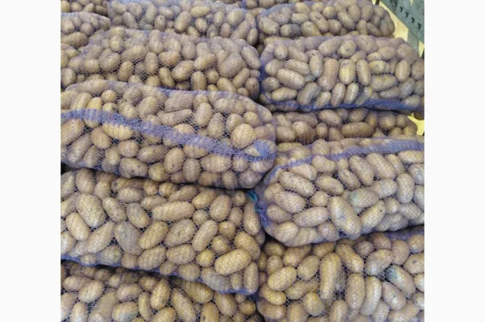 Продается картофель в розницу, есть в наличии 500 тонн- фото № 3