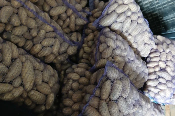 Пропонується товарна картопля сортів Гранада та Еволюшн- фото № 1