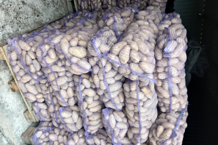 Продается товарная и семенная картошка- фото № 1