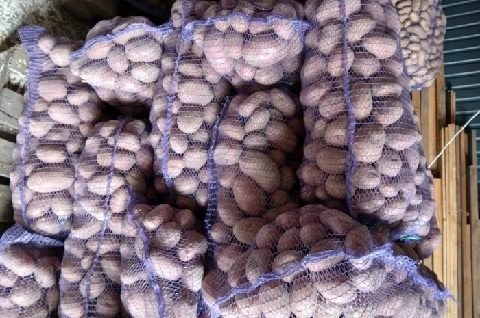 Продается товарная и семенная картошка- фото № 3