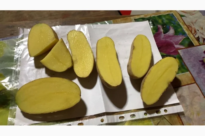 Пропонується товарна картопля сорту Гренада- фото № 1