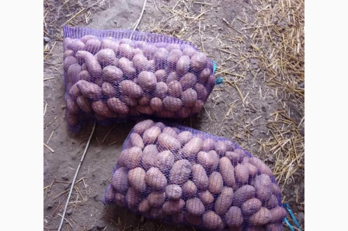 Пропонується товарна картопля сорту Гренада- фото № 3