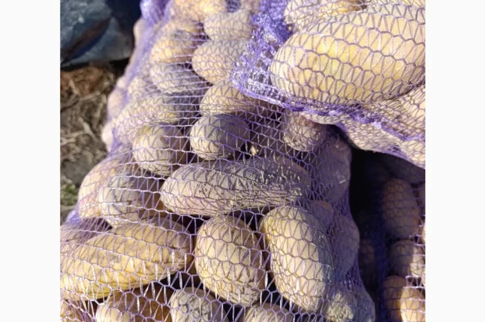 Продается семенной картофель сортов Гранада, Лабелла, Раномі II и III репродукции- фото № 1