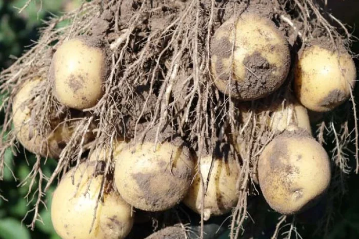 Продается сорт картофеля Ривьера - ультра ранний- фото № 1