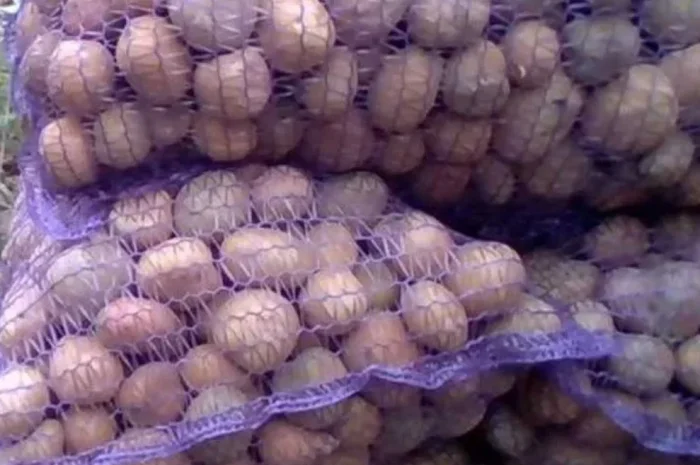 Картофель продовольственный- фото № 1