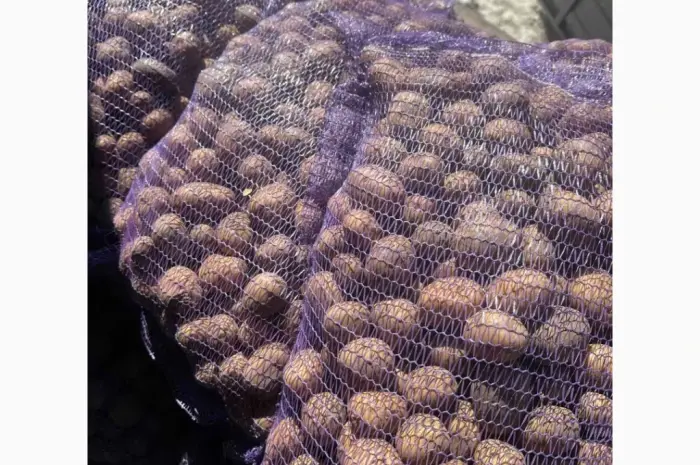 Продам картоплю сорту Коломбо 2 репродукція оптом від 10 тонн- фото № 1