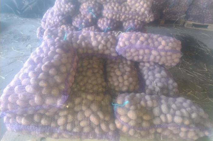 Пропоную посадкову картоплю- фото № 1